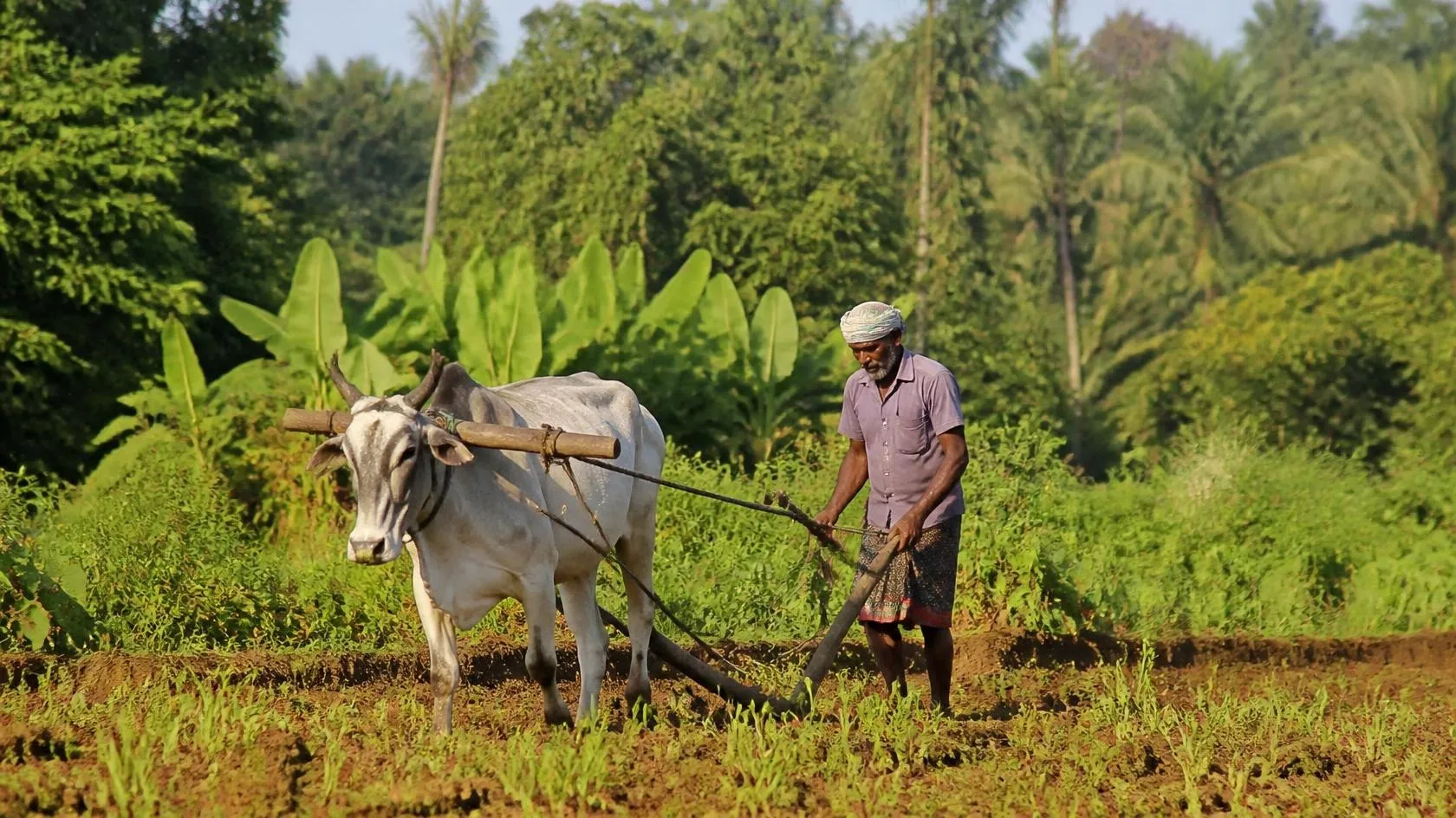 Kerala farmer tending green crops in an agricultural field